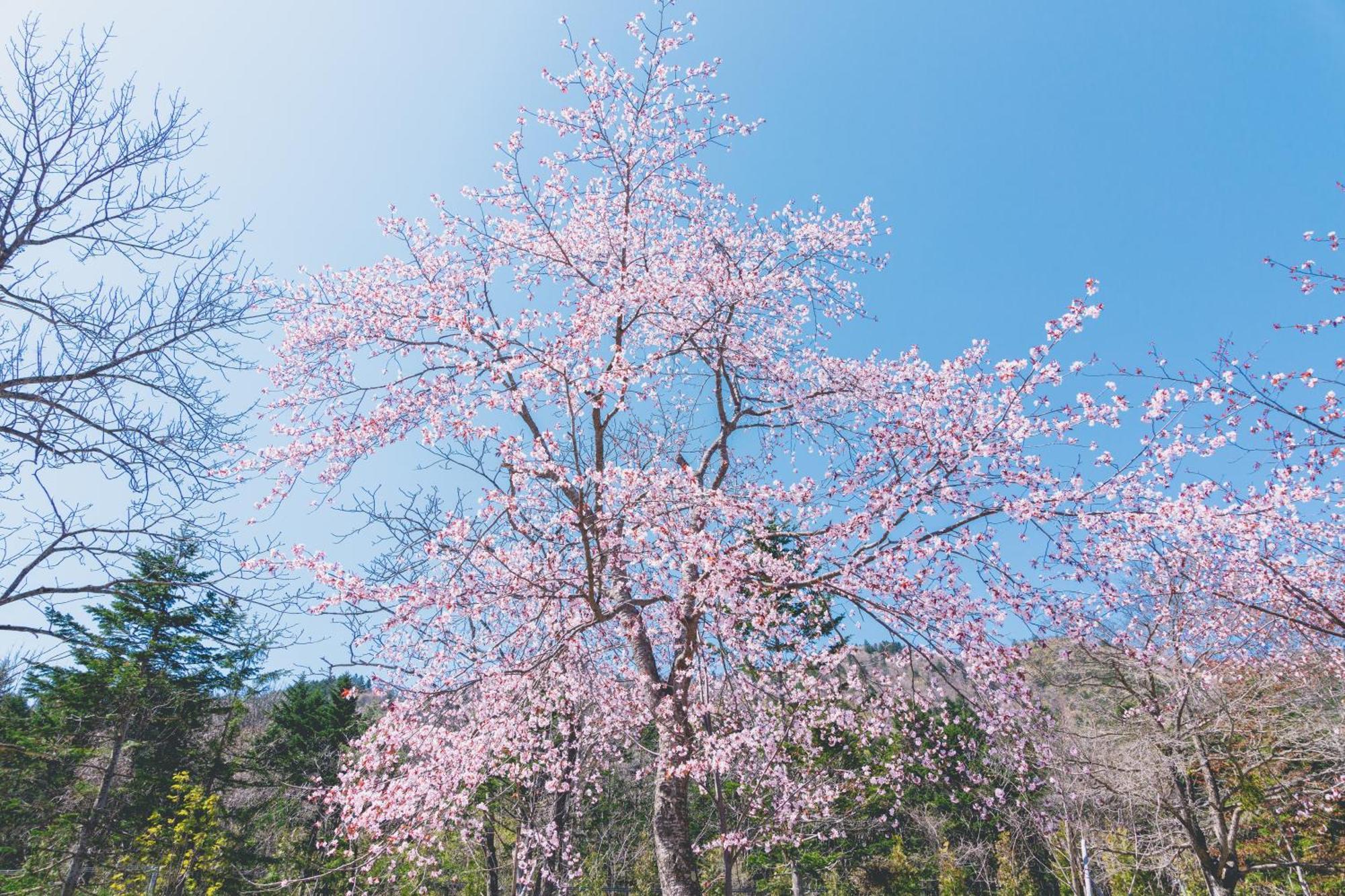 Okujozankei Onsen Kasho Gyoen Hotel Sapporo Luaran gambar